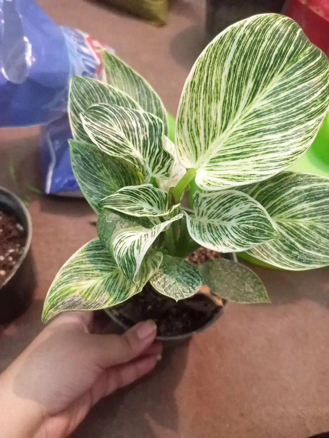 گل آپارتمانی زیر قیمت گلخونه|گل و گیاه طبیعی|یزد, |دیوار