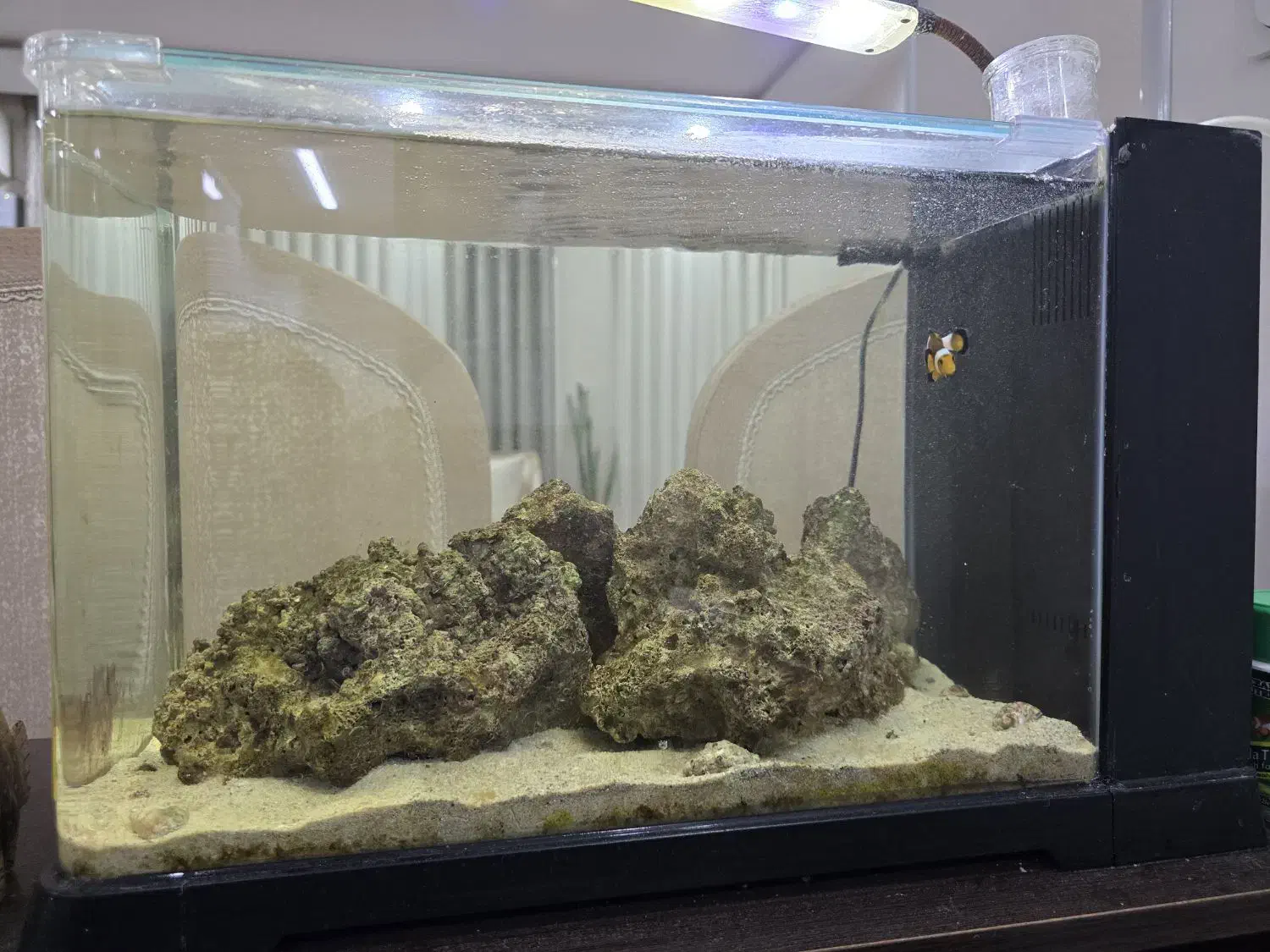 آکواریوم آب شور|ماهی|چمران, |دیوار