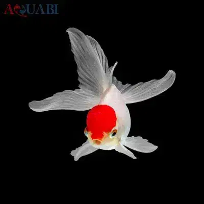 کله قرمز و وایت|ماهی|مشهد, کوثر|دیوار