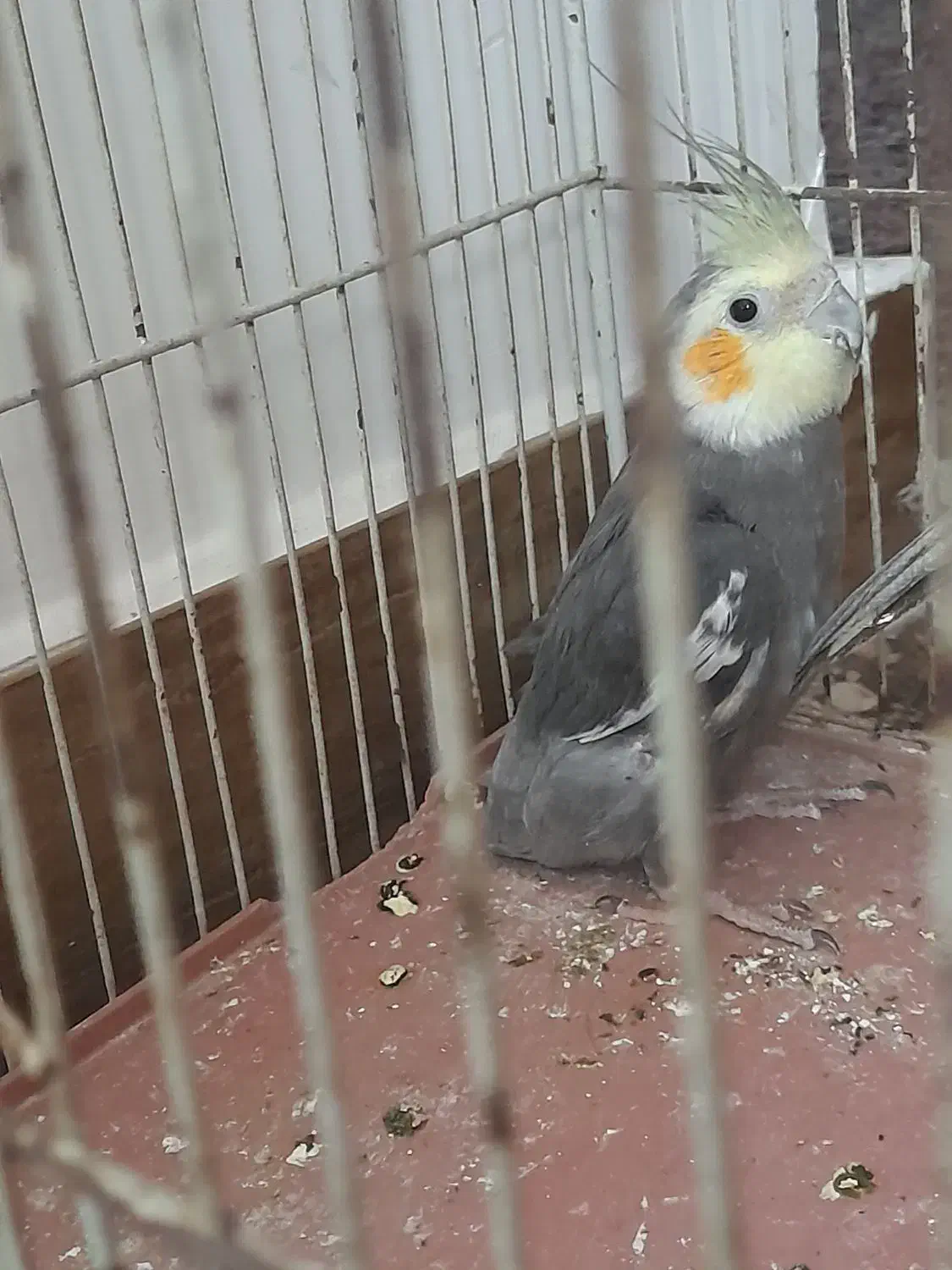 جفت عروس هلندی|پرنده|جیرفت, |دیوار