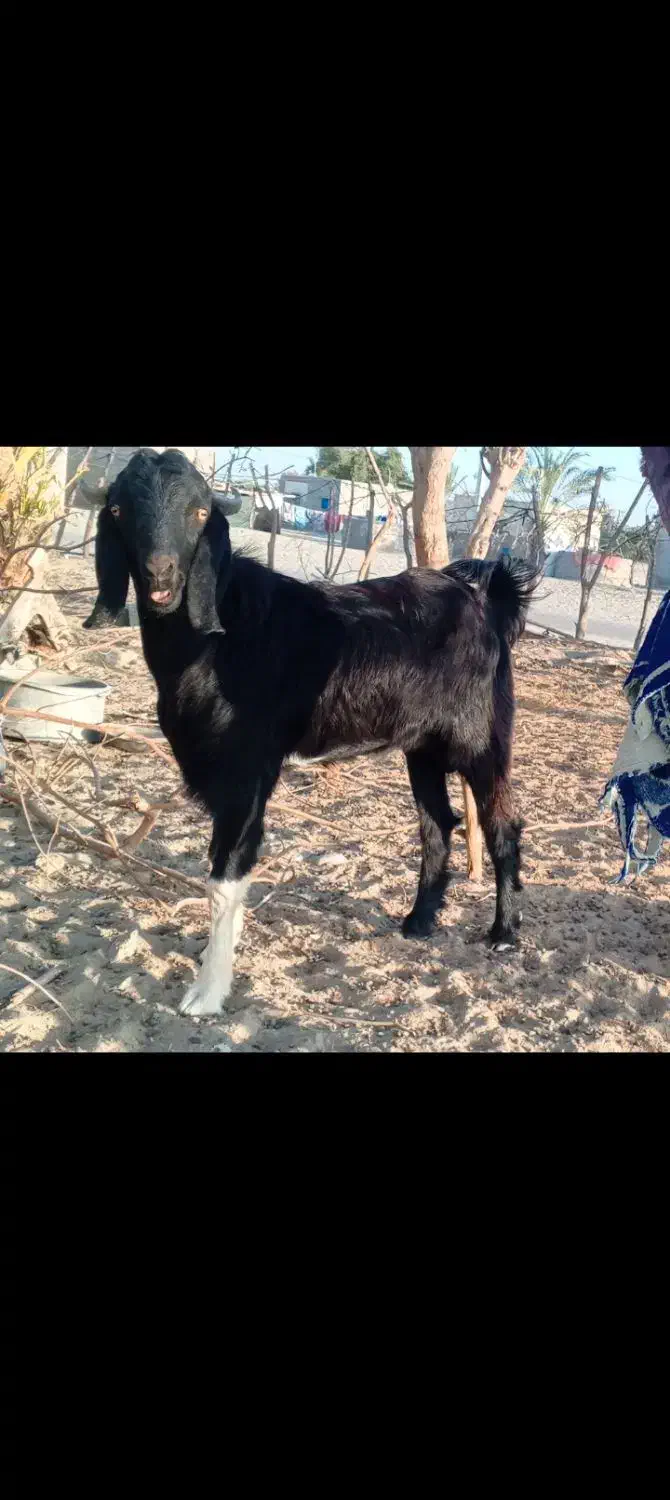 2عدد تریشن چاق و بزرگ هیکل تازه سنشون 7ماه|حیوانات مزرعه|کهیر, |دیوار