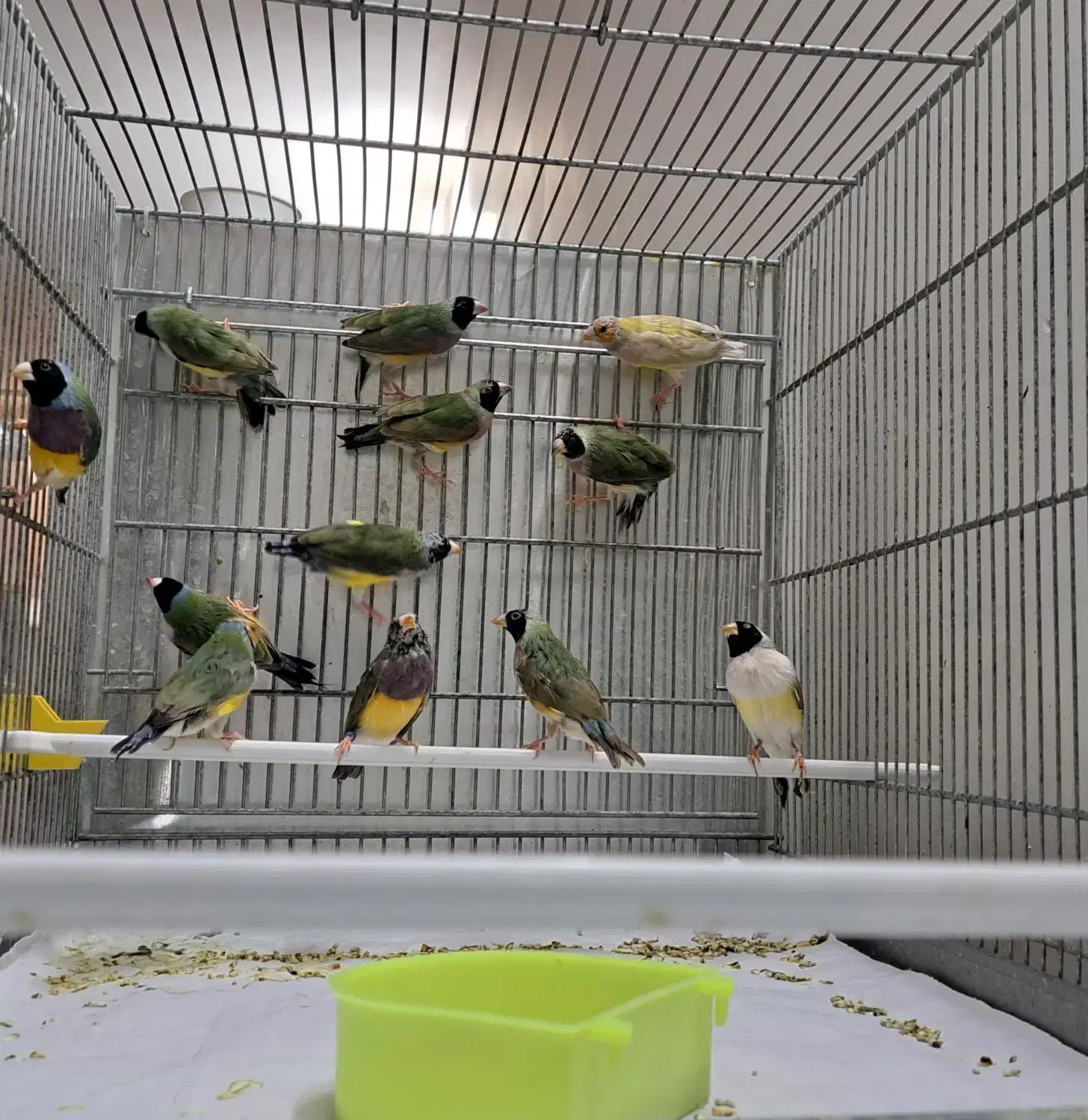 فنچ گلدین|پرنده|قم, هفت تیر|دیوار