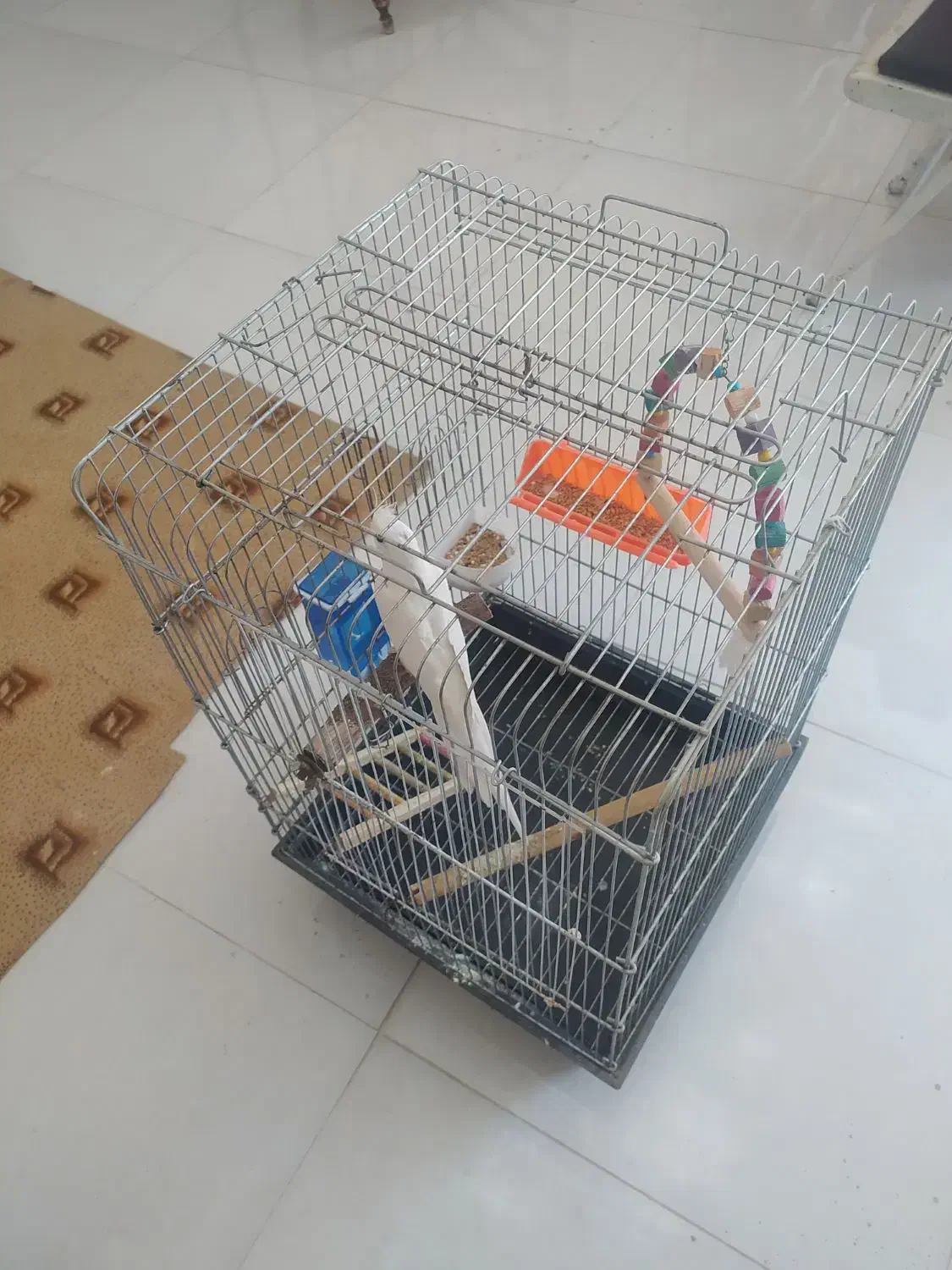 عروس هلندی|پرنده|جهرم, |دیوار