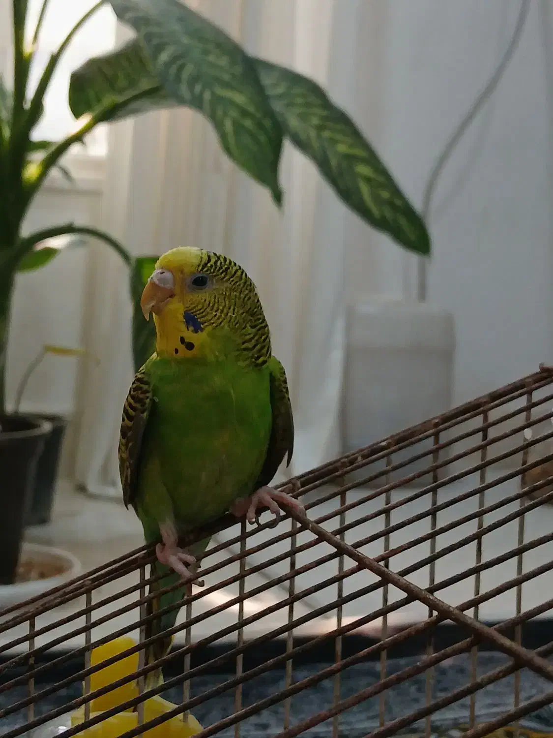 مرغ عشق|پرنده|بهبهان, |دیوار