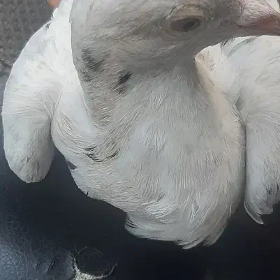 معاوضه مرغ با کبوتر مریض و کت|حیوانات مزرعه|چناران, |دیوار