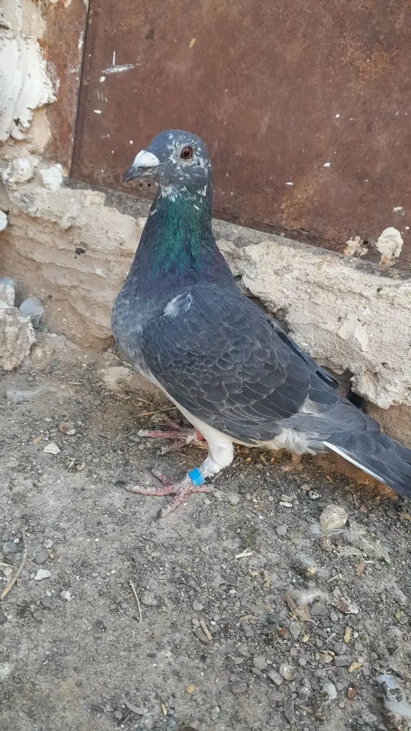 جفت نر فروشی|پرنده|رشتخوار, |دیوار