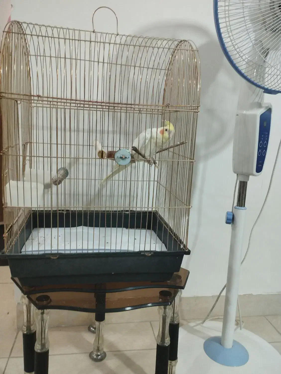 عروس هلندی سخنگو|پرنده|کرمانشاه, |دیوار