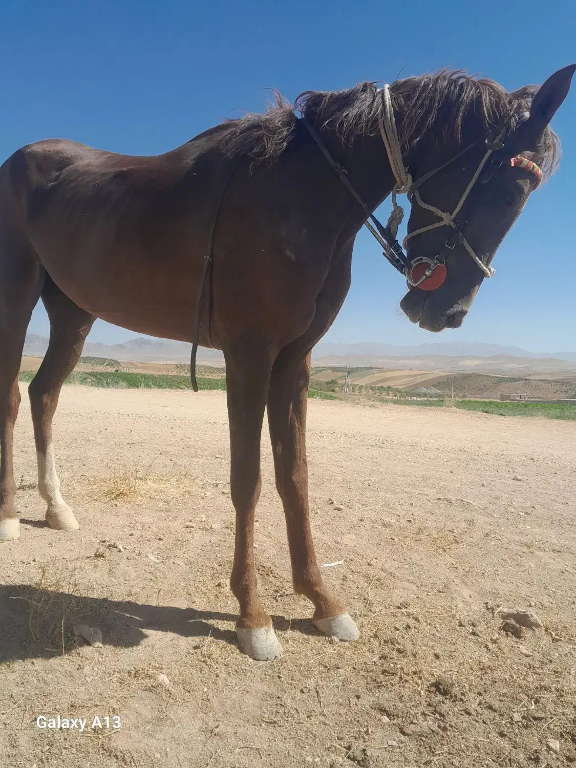 مادیان عرب ایرانی خالص|حیوانات مزرعه|چادگان, |دیوار