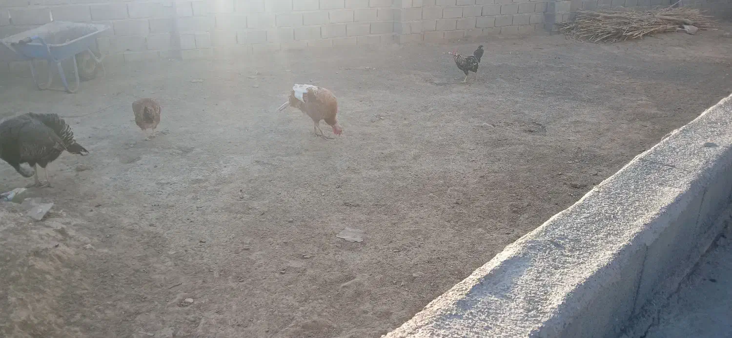 بقلمو ماده|حیوانات مزرعه|انبارآلوم, |دیوار