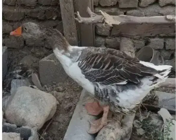 غاز سر حال|حیوانات مزرعه|علیآباد کتول, |دیوار