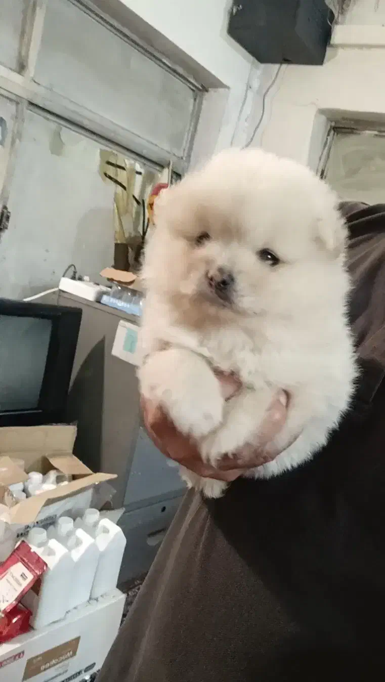 پامرین|سگ|قائم‌شهر, |دیوار