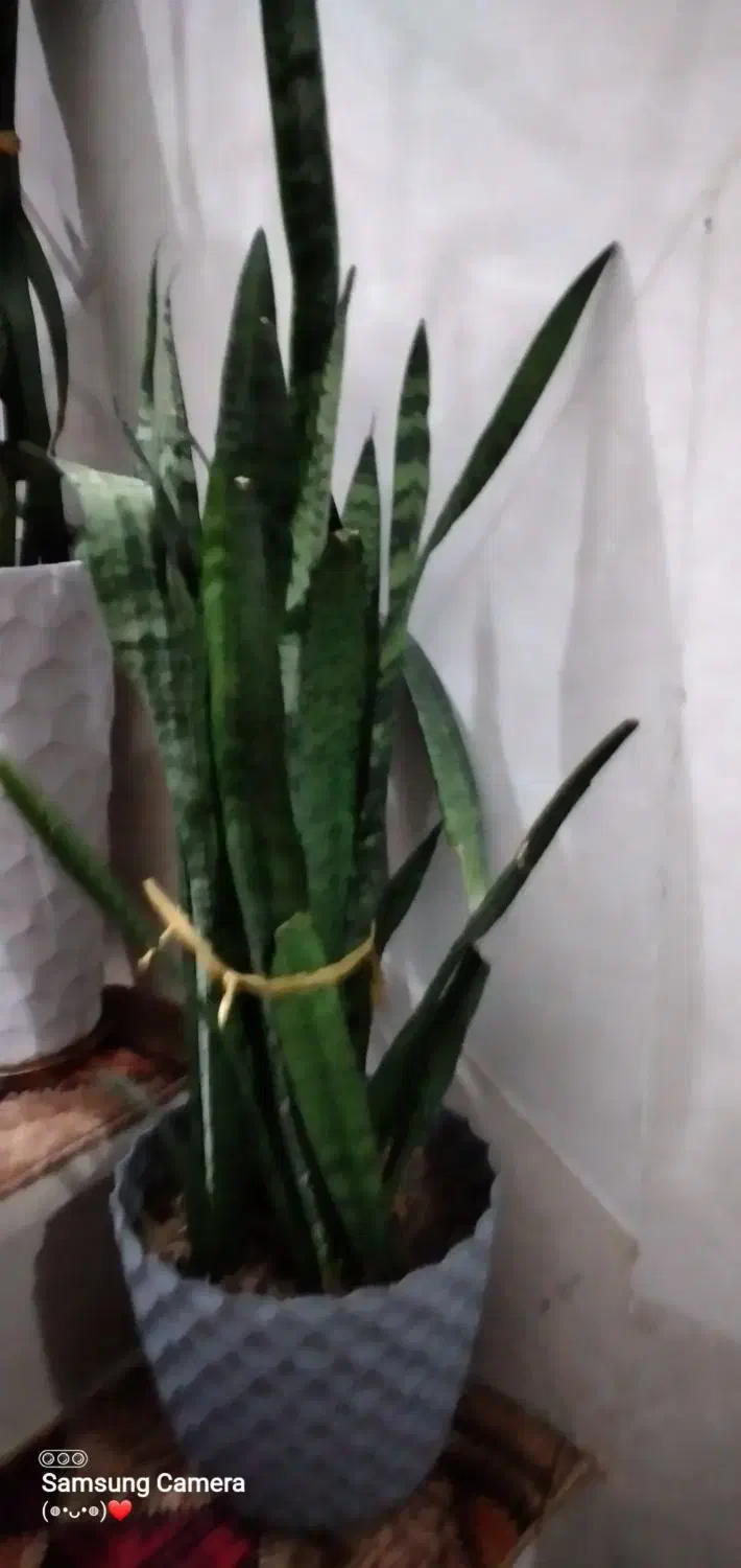 گل سانسورها با گلدان|گل و گیاه طبیعی|ورامین, ورامین|دیوار