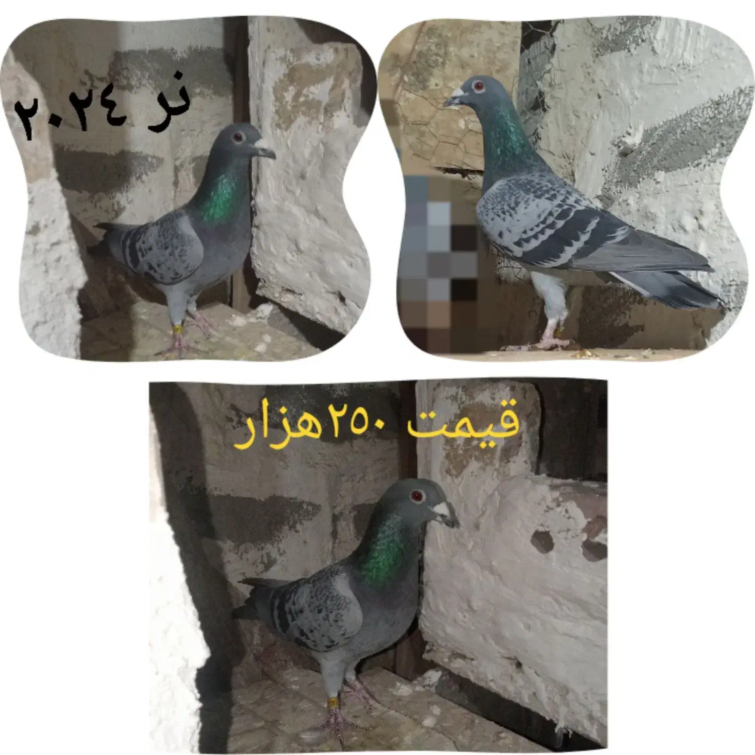 کبوتر پلاکی|پرنده|میاندوآب, |دیوار