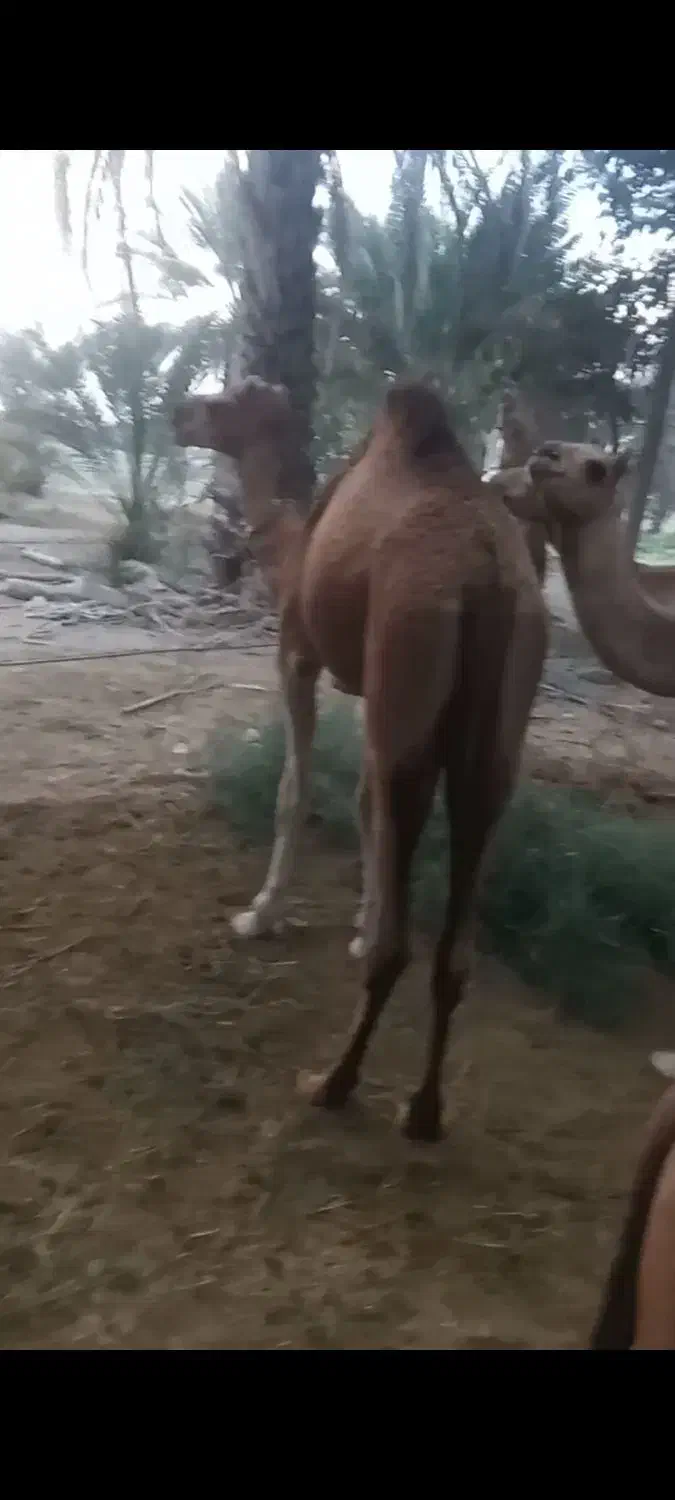 مجی ۳سال رسم|حیوانات مزرعه|بند زرک, |دیوار