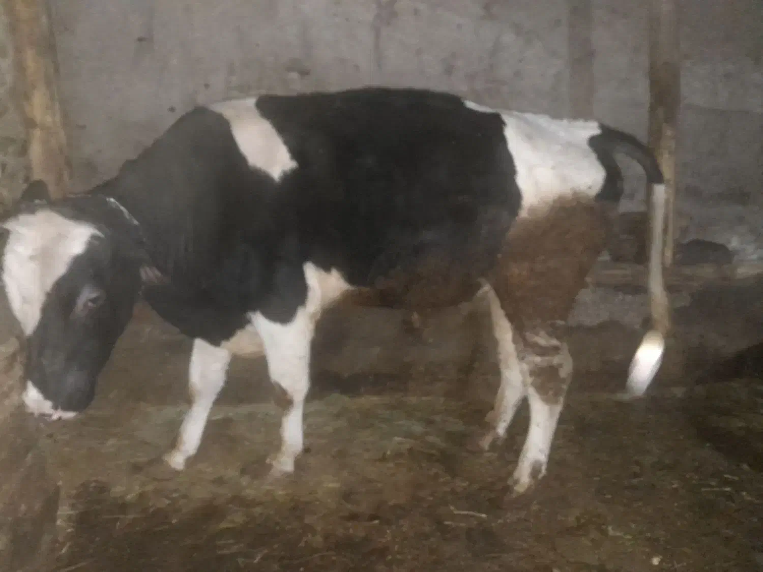 گوساله نر|حیوانات مزرعه|ترکمانچای, |دیوار