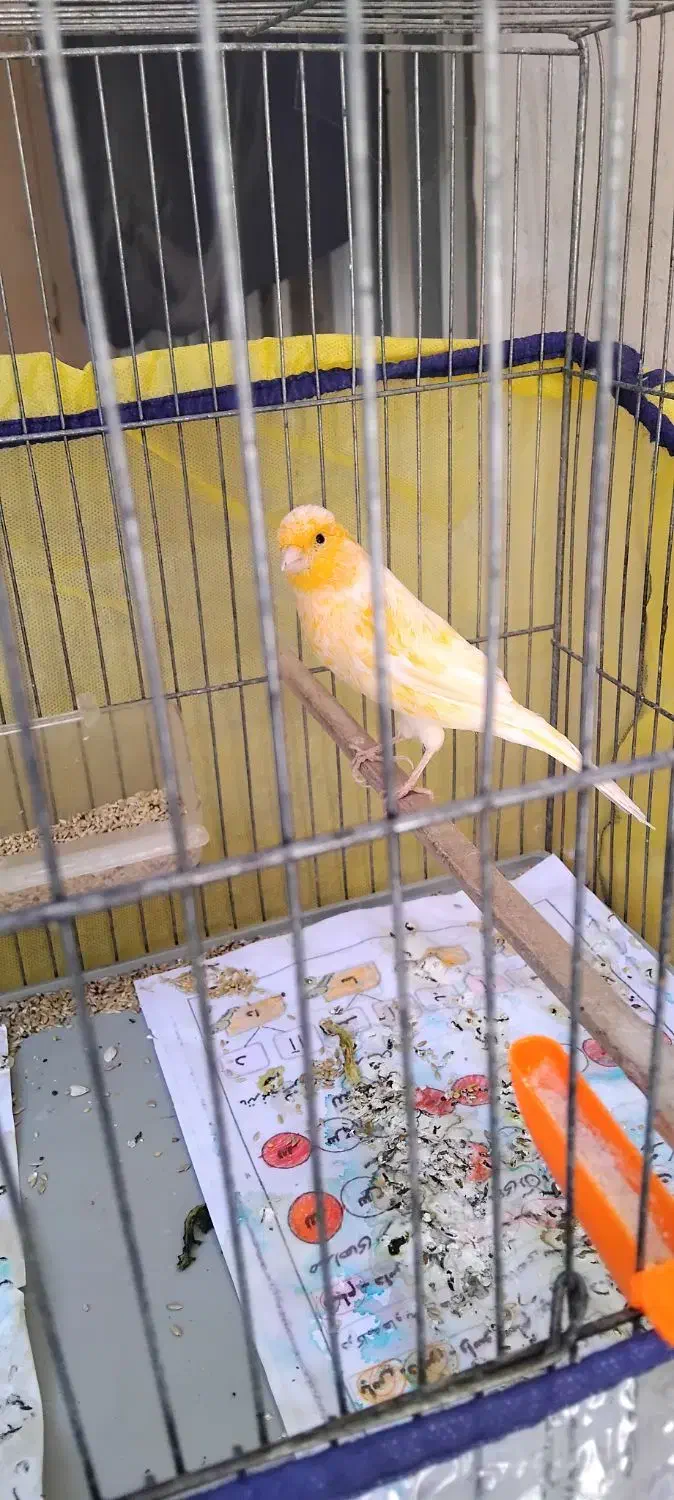 قناری سرامیک|پرنده|مرودشت, بیست متری بیمارستان|دیوار