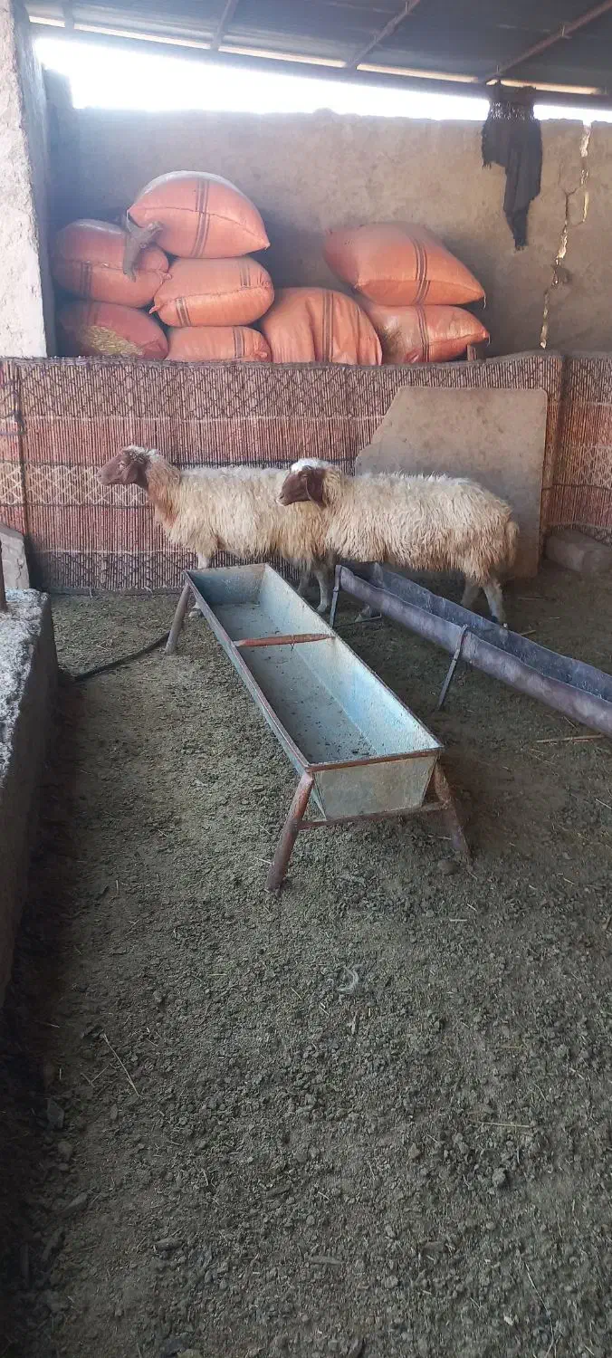 سه عدت میش داشتی دوتا شک یک میش سه شکم|حیوانات مزرعه|آبدانان, |دیوار