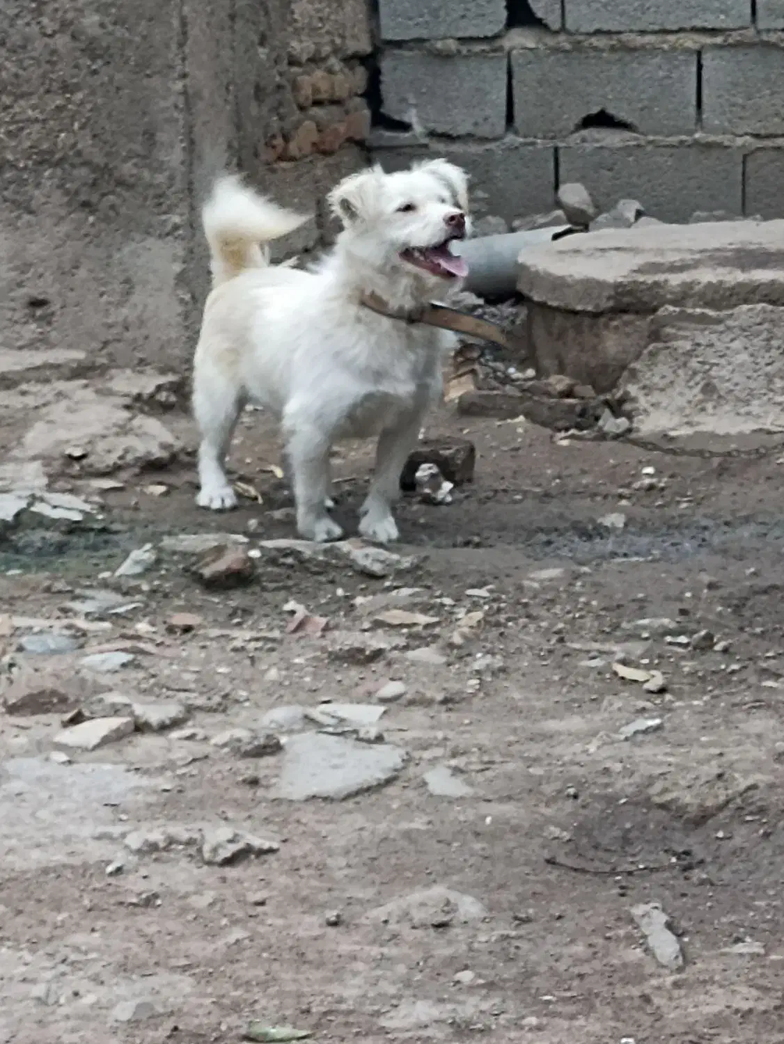 پاکوتاه واگذاری|سگ|نگین شهر, |دیوار