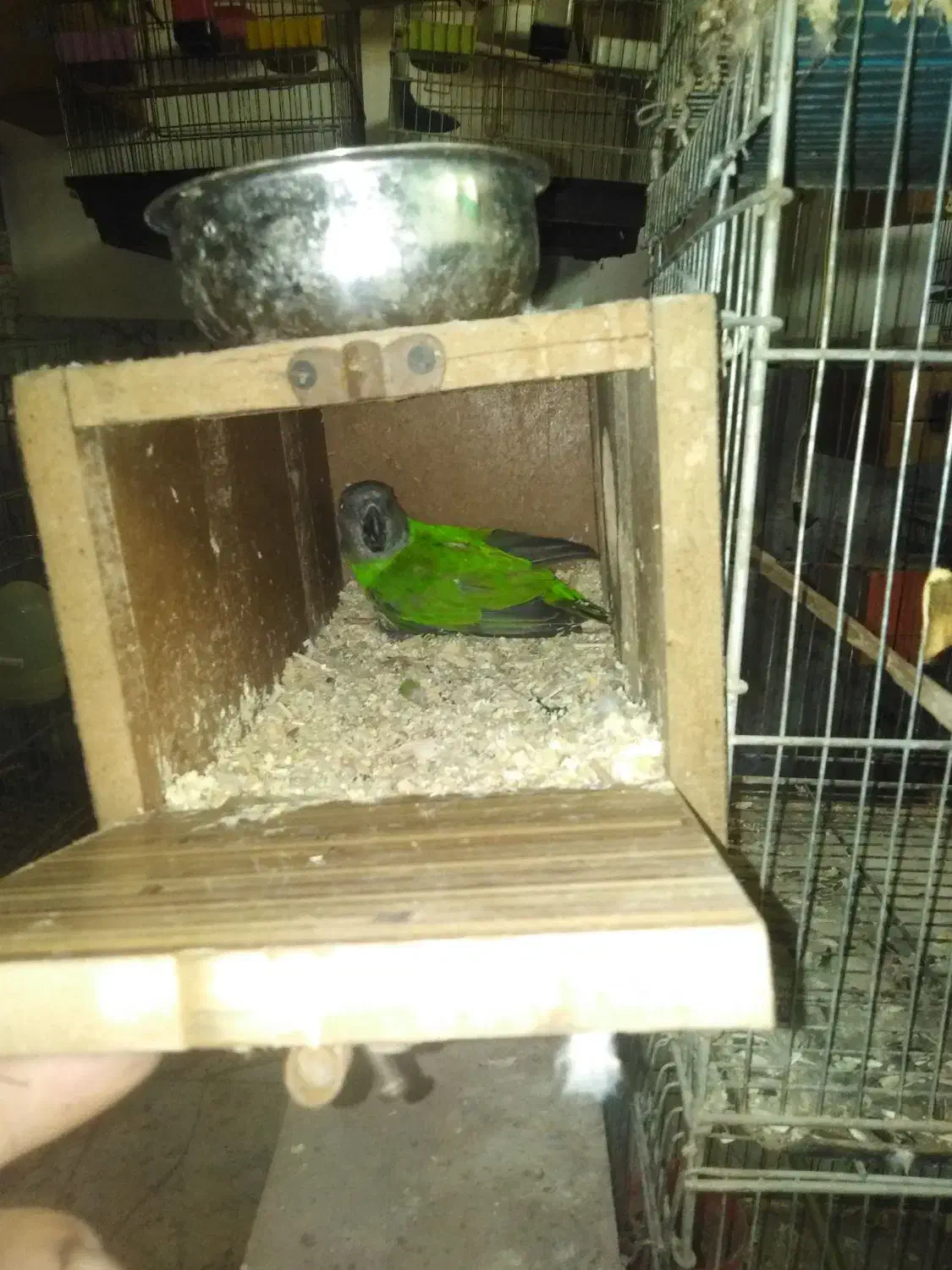 جفت سنگال اماده|پرنده|مهدی شهر, |دیوار