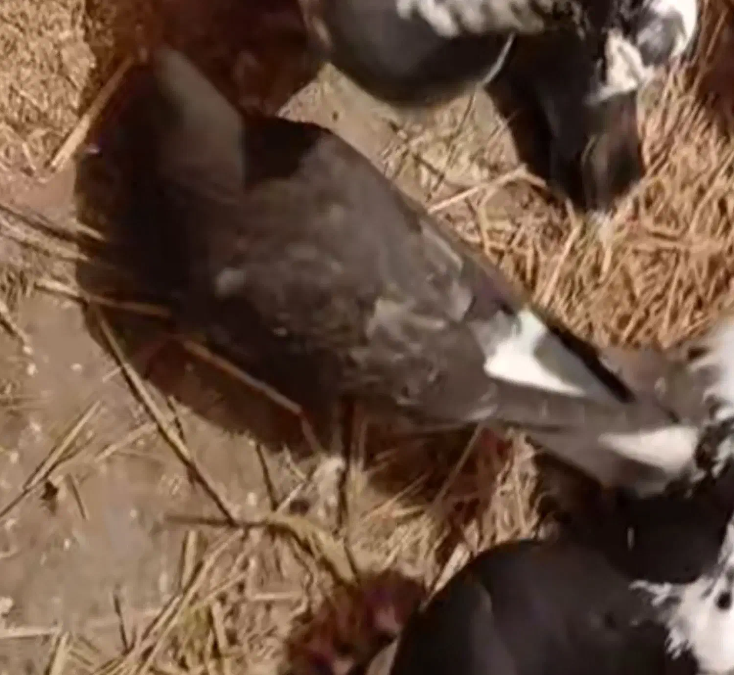 کفتر گم شوده|پرنده|ویلکیج, |دیوار