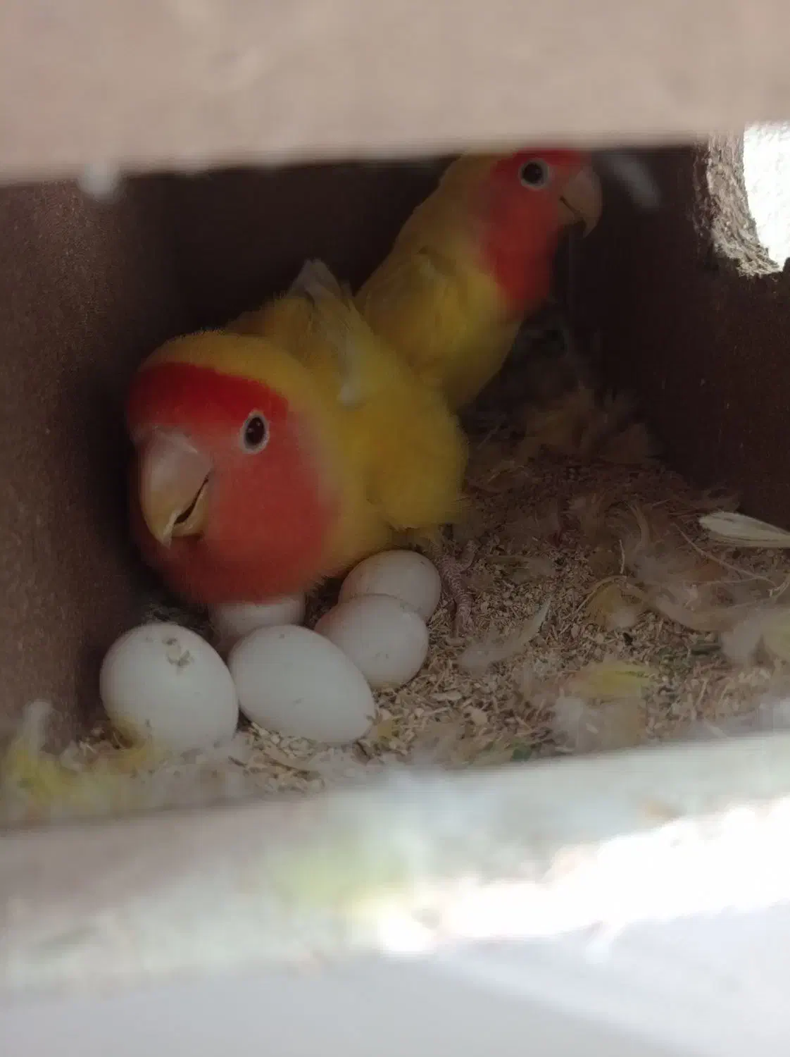 طوطی برزیلی|پرنده|گنبد کاووس, |دیوار