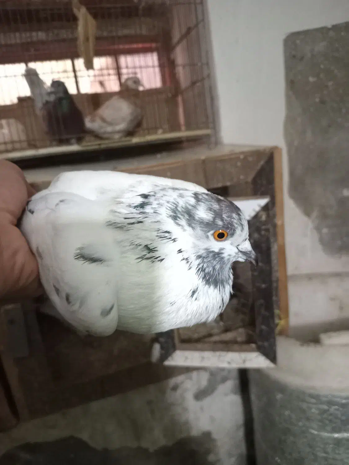 کبوتر|پرنده|آمل, |دیوار