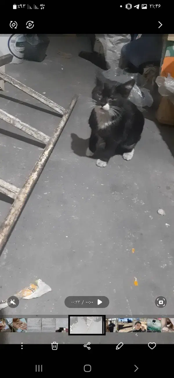 گربه گمشده شهرستانی|حیوانات|اسلام‌‌آباد غرب, |دیوار