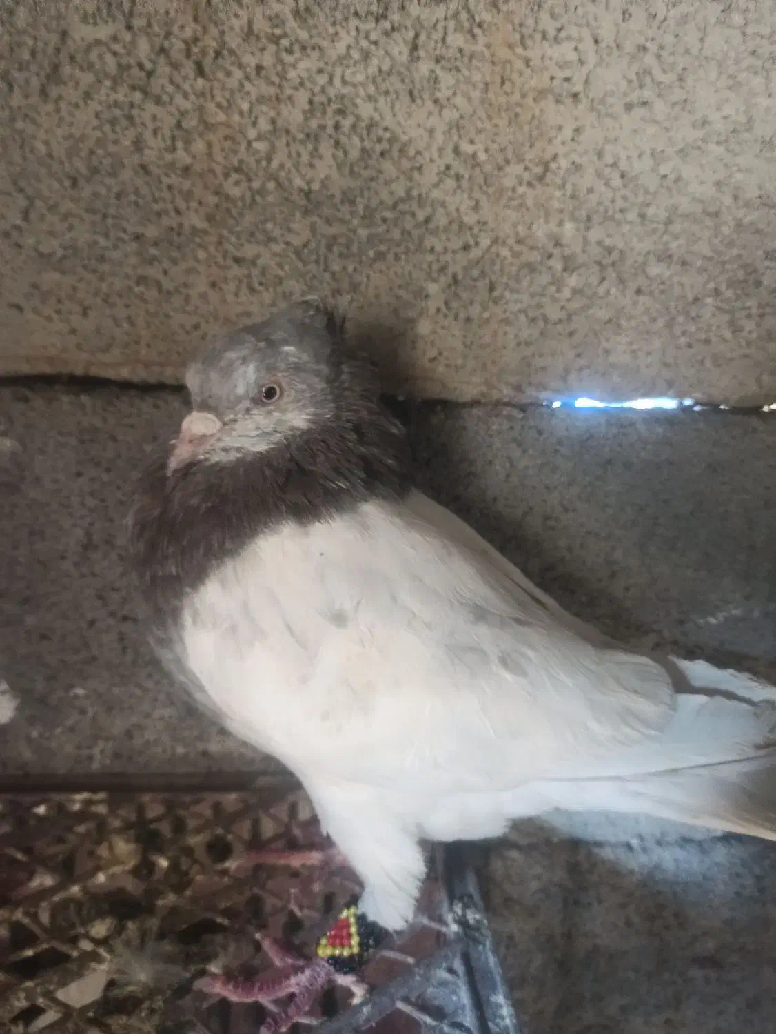 کبوتر کله ای|پرنده|لردگان, |دیوار