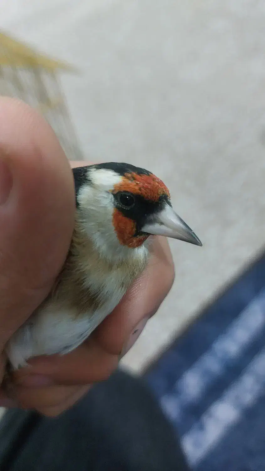 سهره بروجرد|پرنده|اندیمشک, |دیوار