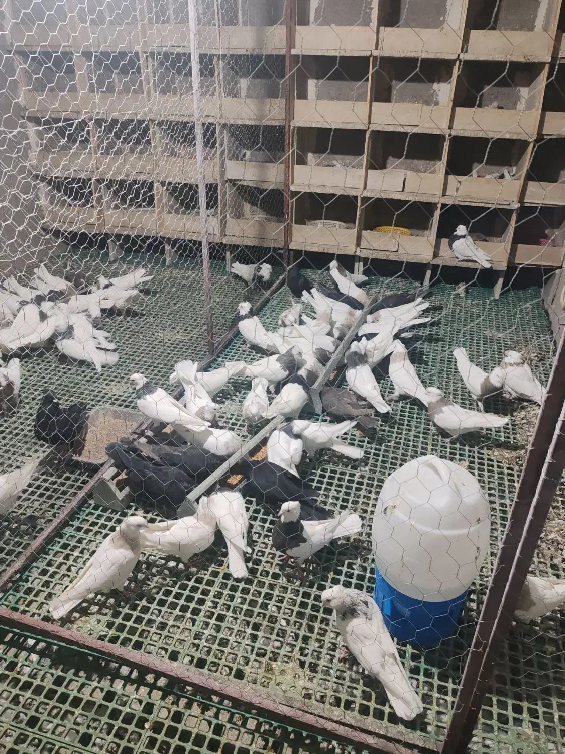 تعدادی کبوتر طوقی درجه یک|پرنده|یاسوج, |دیوار