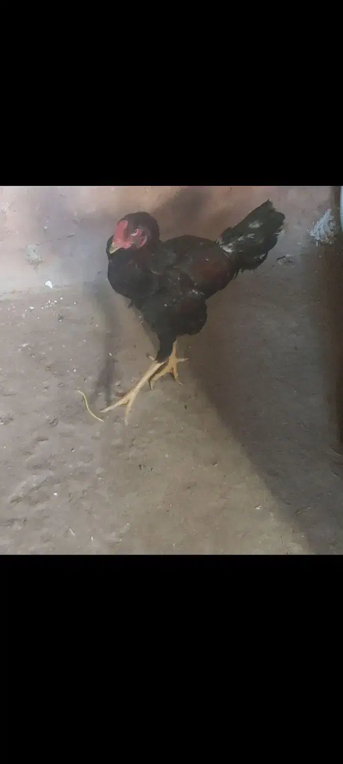 لاری 7 ماهه|حیوانات مزرعه|عنبران, |دیوار