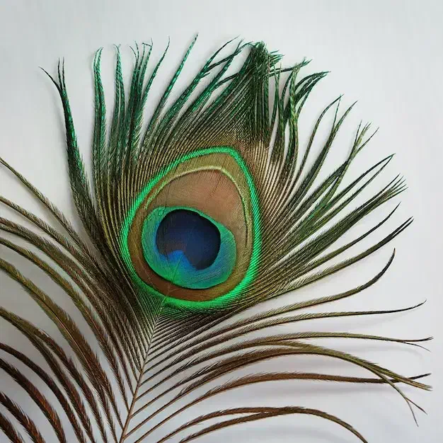 حراج مقداری وسیله دستکس بوکس کلاه کاسکت قفس همستر|حراج|بروجرد, |دیوار