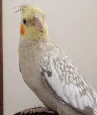 گمشده|حیوانات|شهرکرد, |دیوار