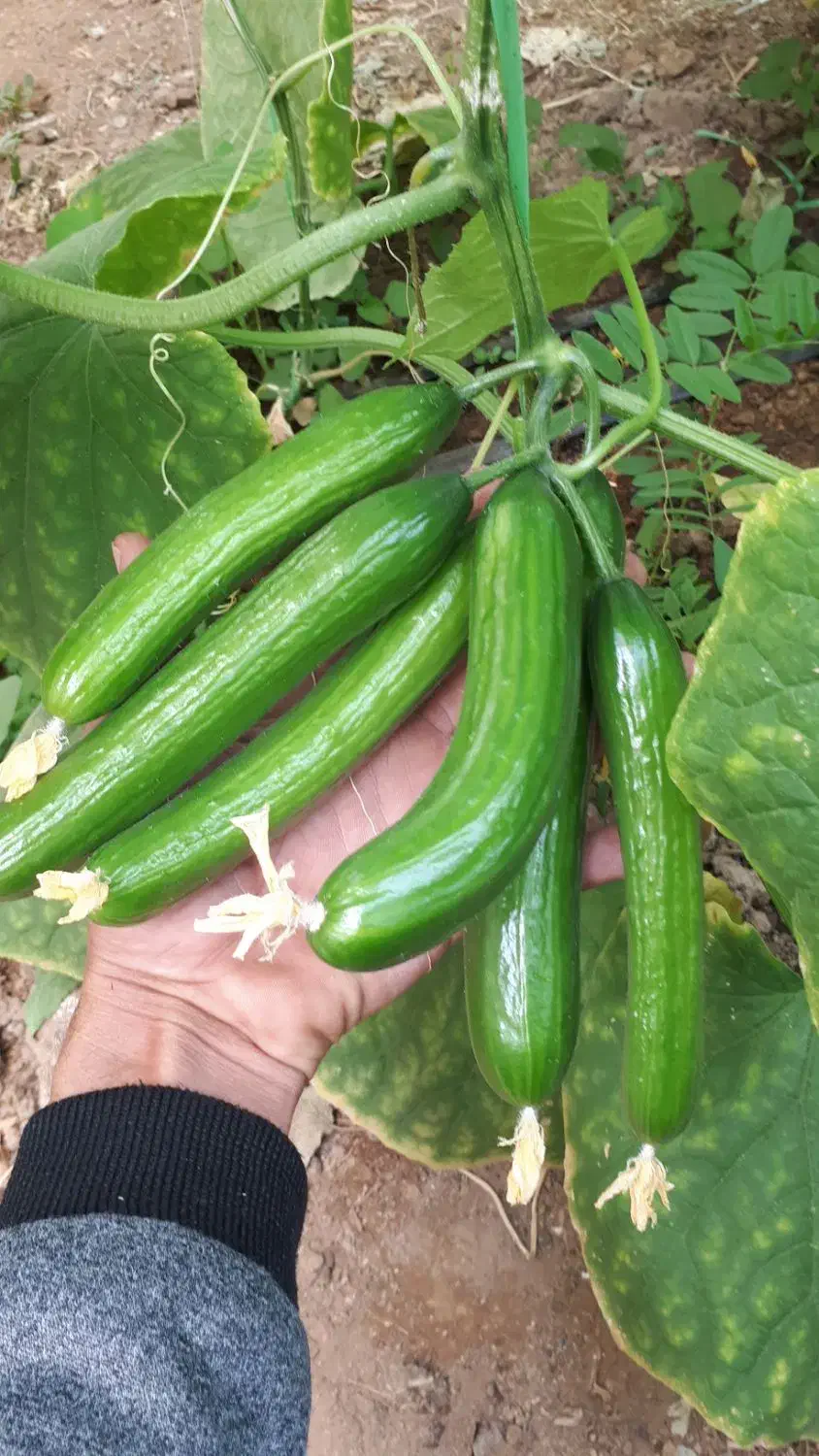 فروش گلخانه|فروش دفتر صنعتی، کشاورزی، تجاری|اشکذر, |دیوار