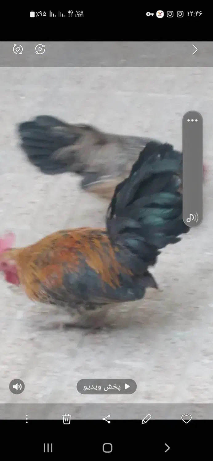 مرغ و خروس مینیاتور ی|حیوانات مزرعه|تهران, جوادیه|دیوار