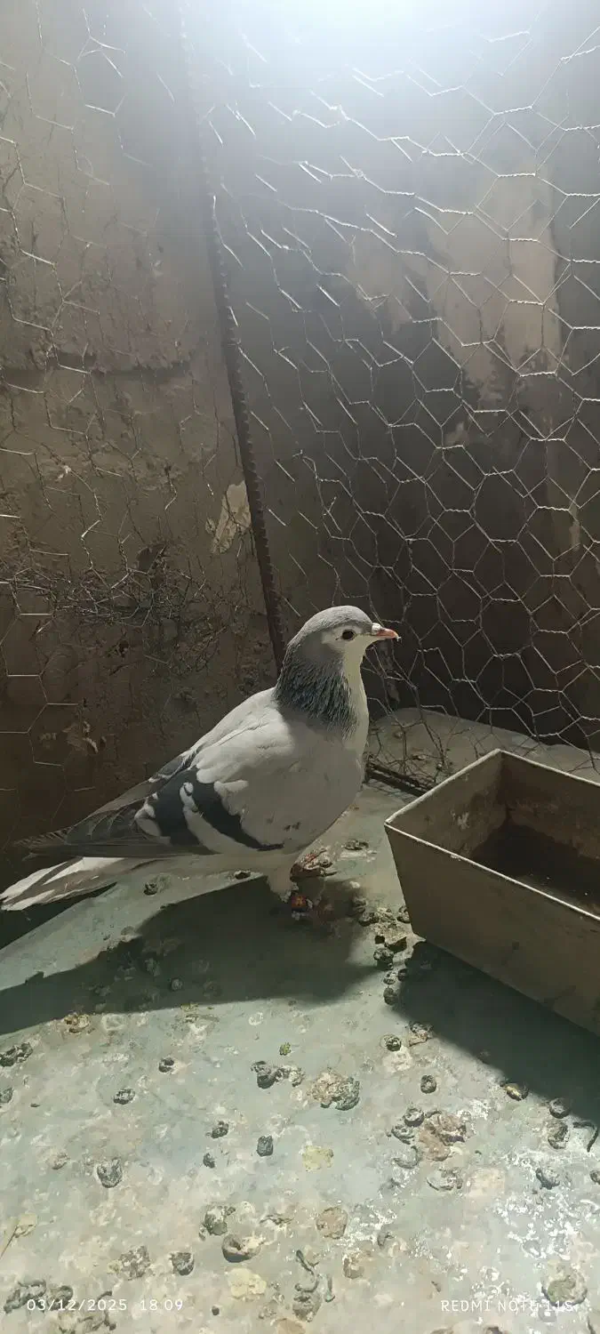 کفتر|پرنده|خواف, |دیوار