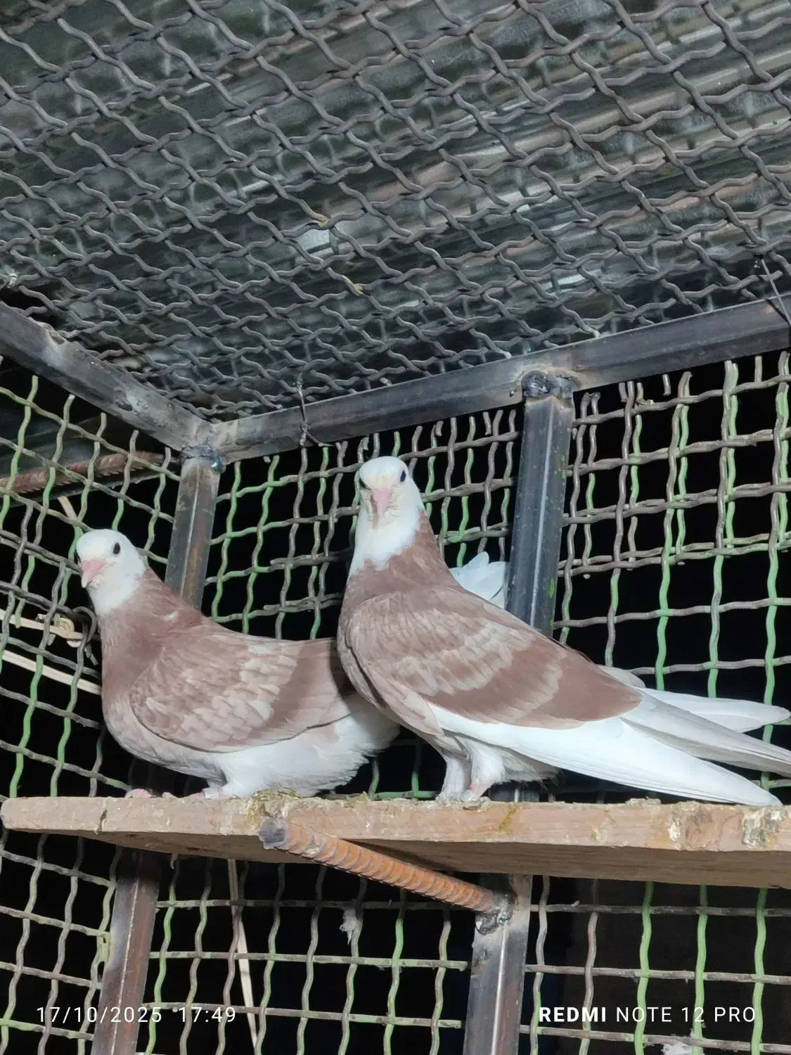 کفتر ایرانی پرشی|پرنده|ایرانشهر, |دیوار