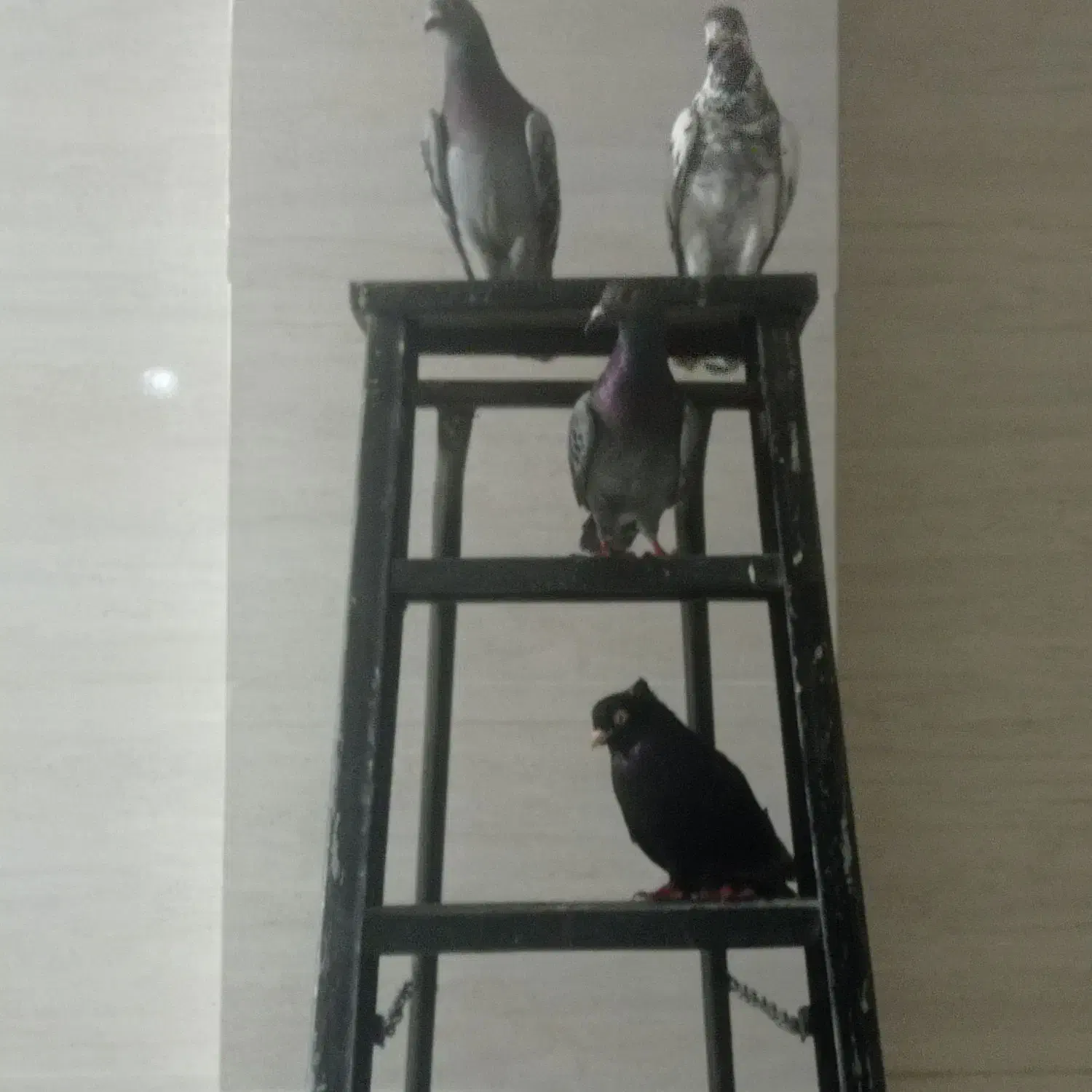 کبوتر پلاکی و رنگی|پرنده|گله دار, |دیوار