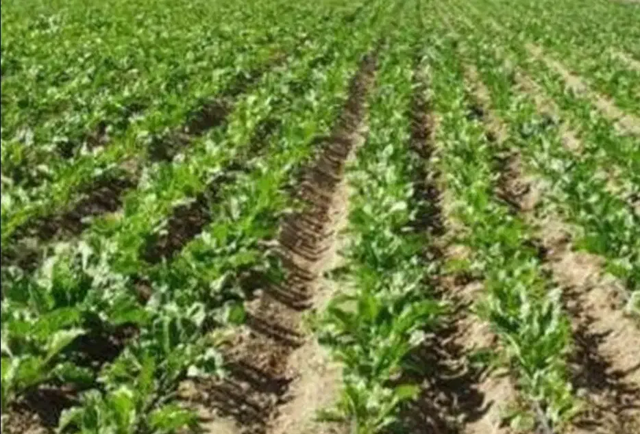 زمین ابی سیاسران علیا|اجارهٔ دفتر صنعتی، کشاورزی، تجاری|حسین آباد, |دیوار