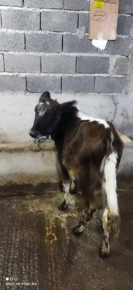 گاو.گوساله چالوسی|حیوانات مزرعه|سیاهکل, |دیوار