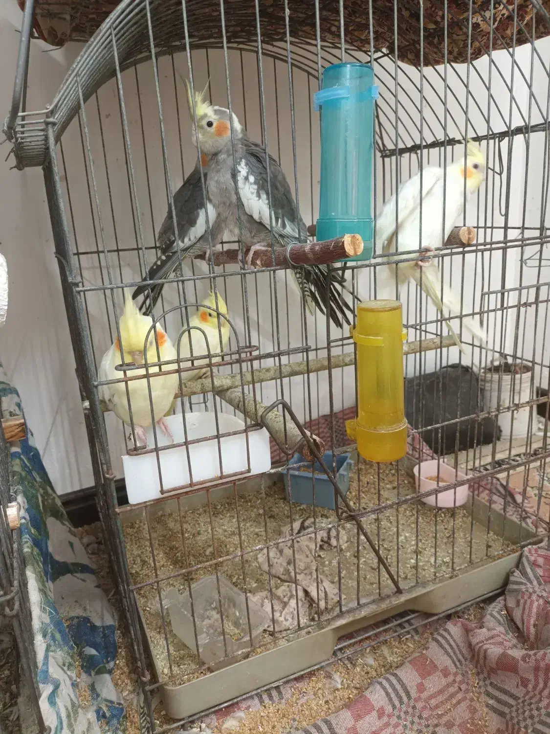 یکجفت لوتینو مولد،بشرط تخم وجوجه|پرنده|گنبد کاووس, |دیوار