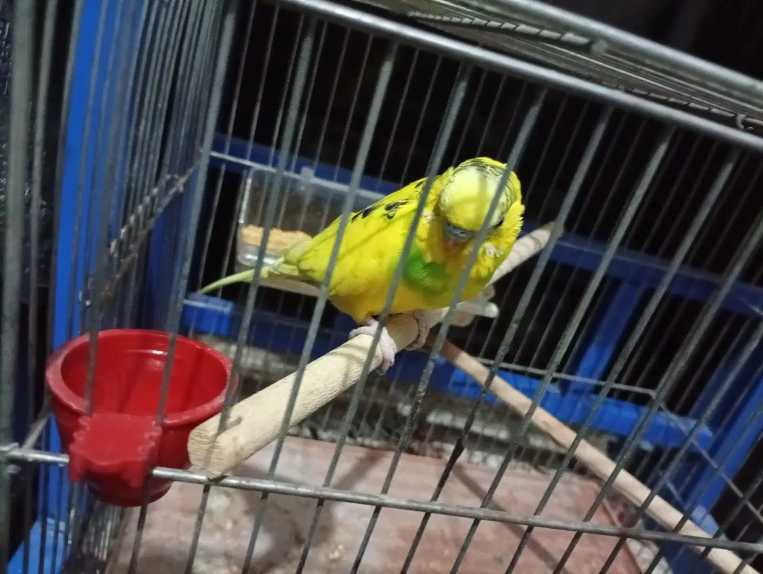 مرغ عشق|پرنده|فولادشهر, مسکن مهر فولادشهر|دیوار