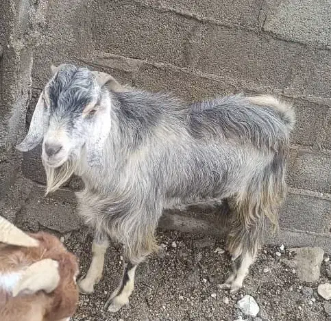 پازن|حیوانات مزرعه|بندر کنگان, |دیوار