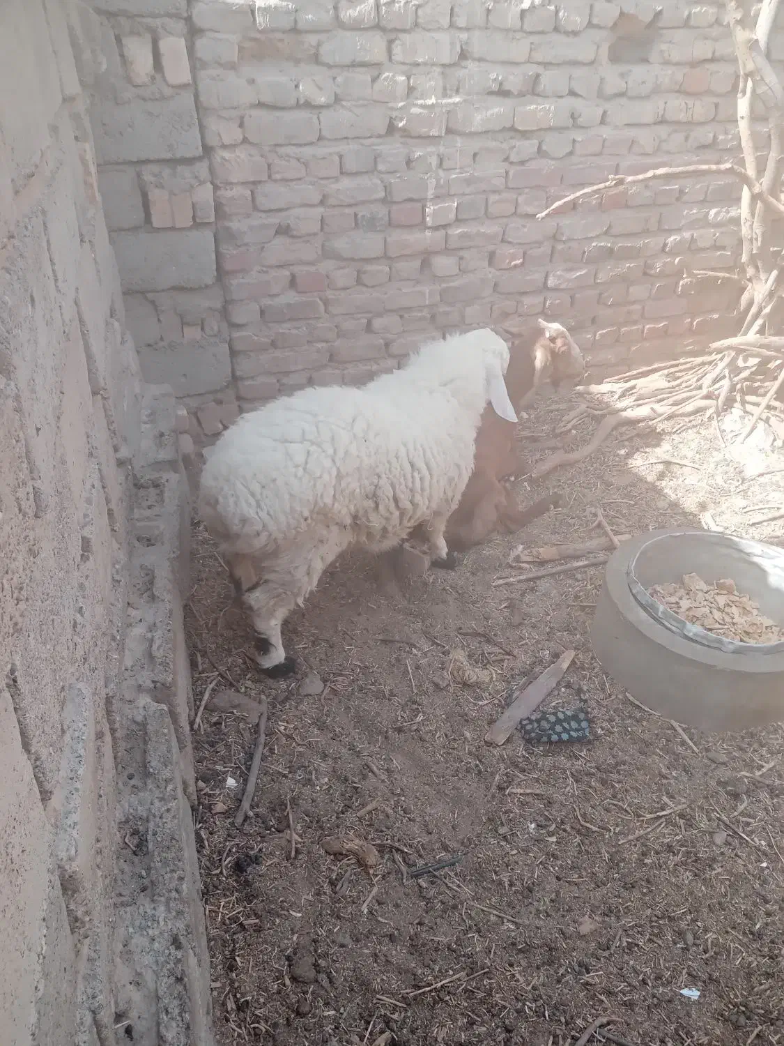 کبوتر|حیوانات مزرعه|هامون, |دیوار