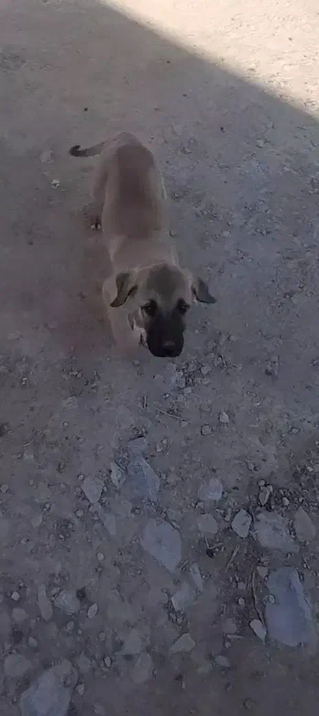 سگ گمشده|حیوانات|قوچان, |دیوار