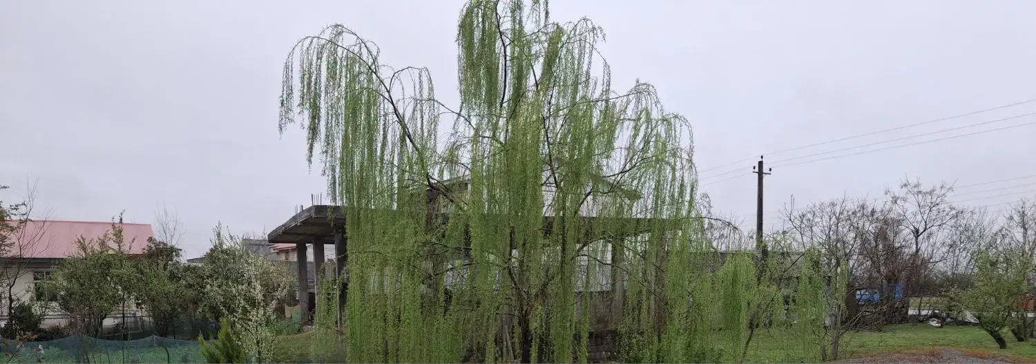 فروش ویلا|فروش زمین و ملک کلنگی|رضوانشهر, |دیوار