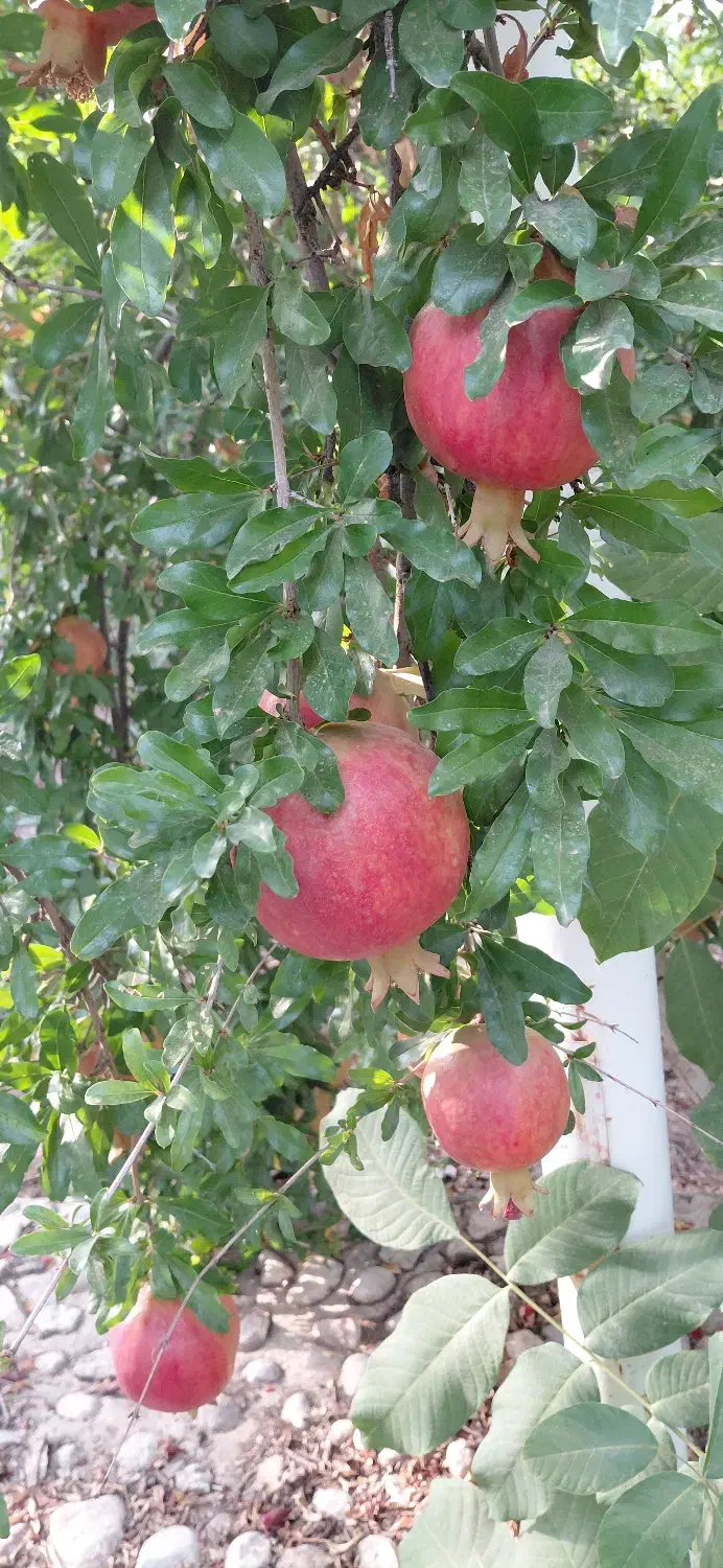 مشاوره و طراحی فضای سبز|خدمات باغبانی و درختکاری|شیراز, شهرک بهار|دیوار
