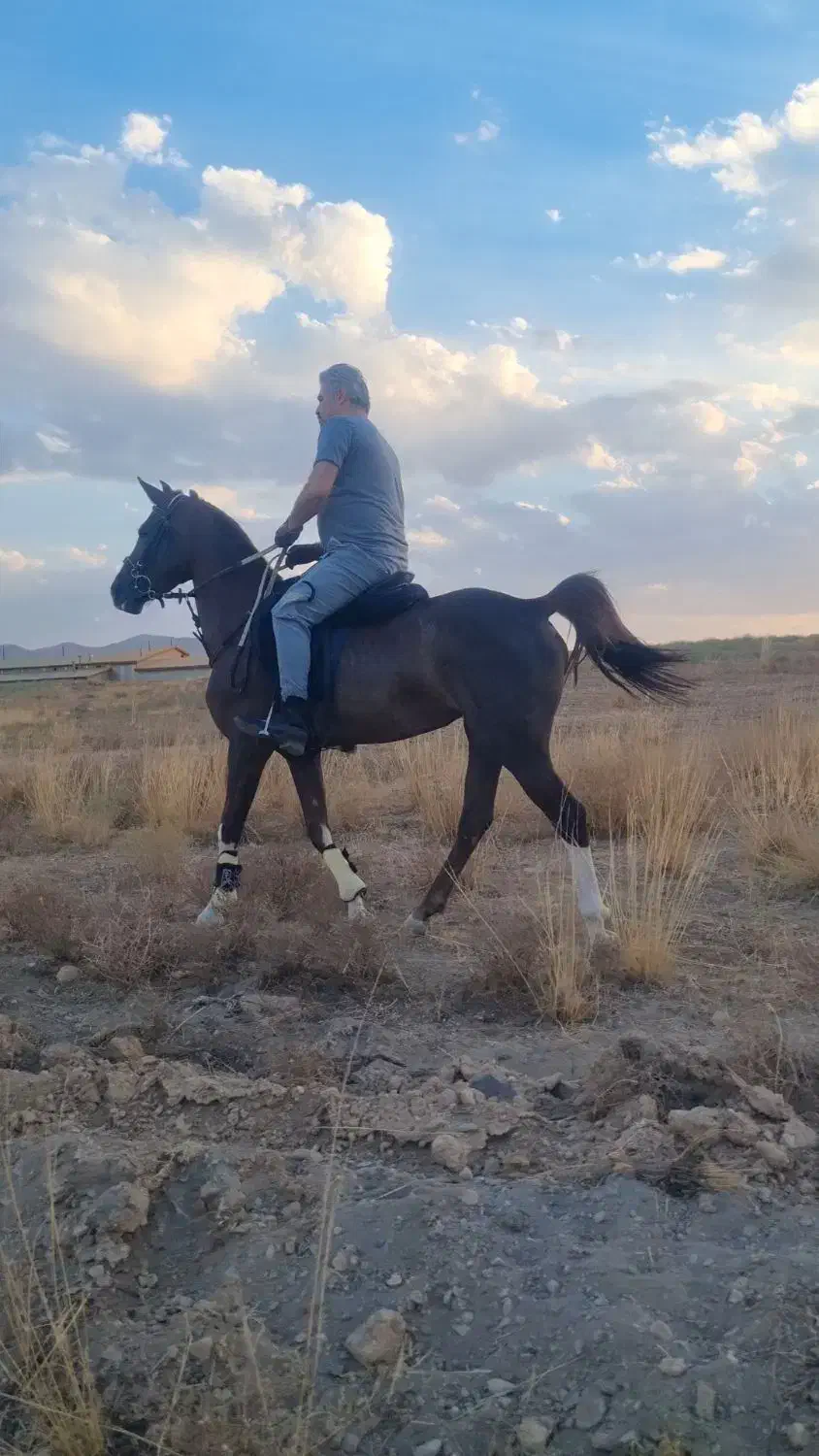 مادیان دره شوری درجه یک|اسب و تجهیزات اسبسواری|اصفهان, شاهد|دیوار