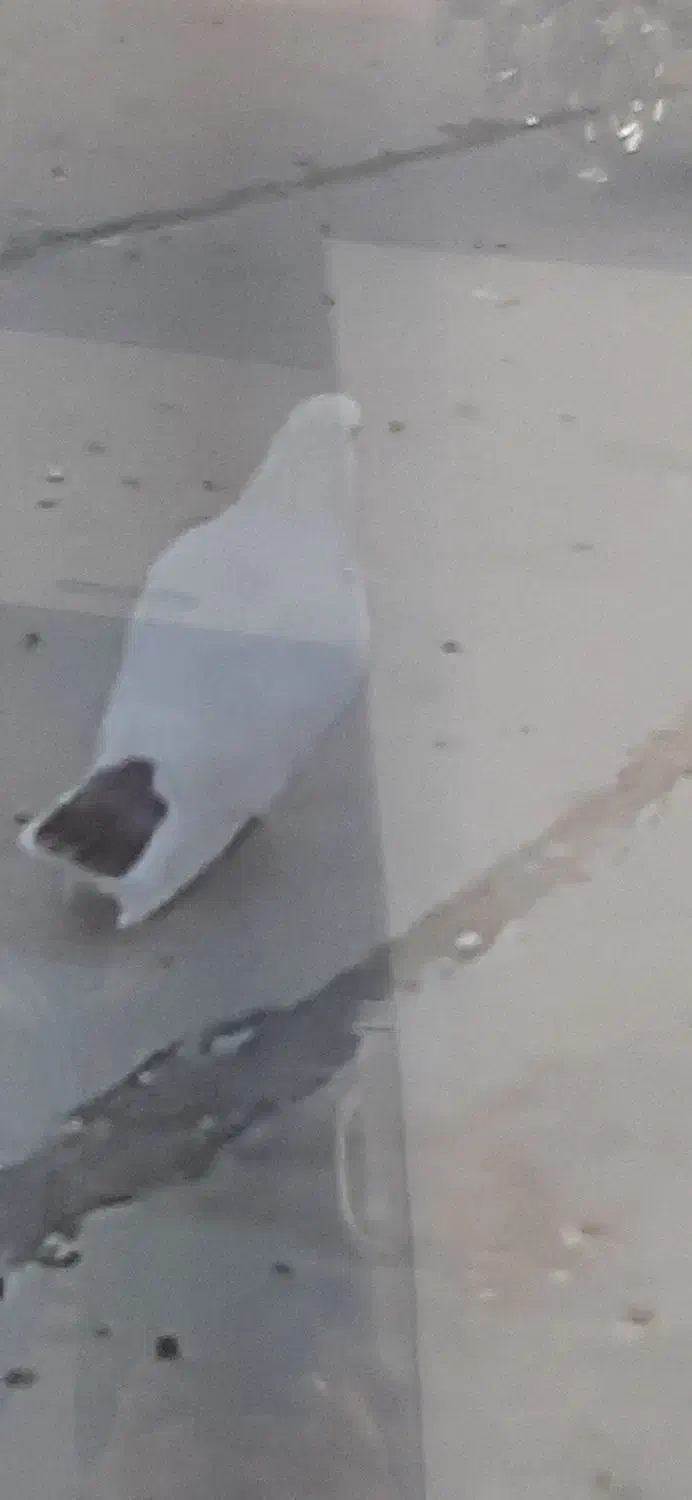 کبوترفراری|پرنده|نمین, |دیوار