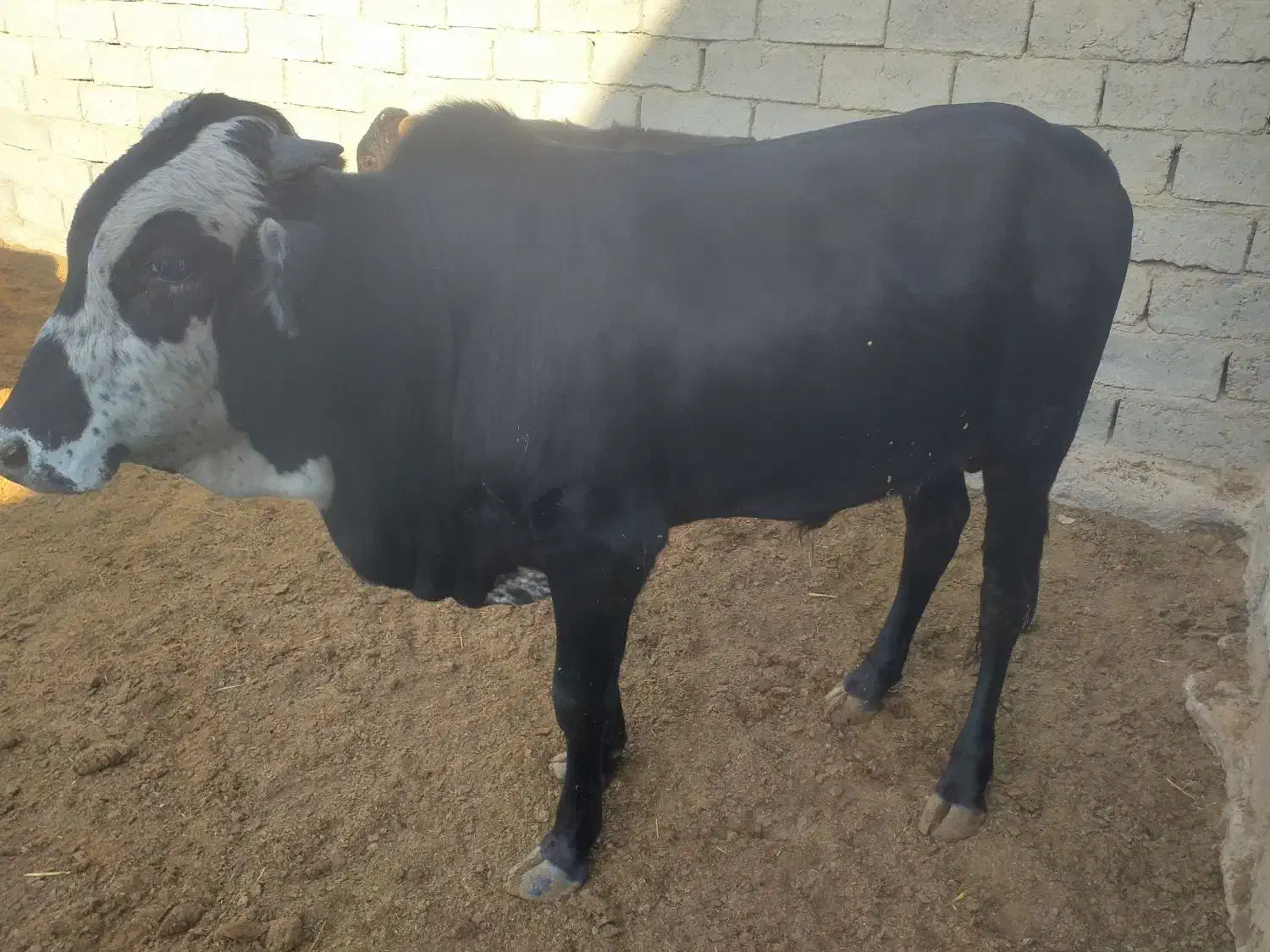 گوساله نر نافی و گوساله ماده|حیوانات مزرعه|زهک, |دیوار